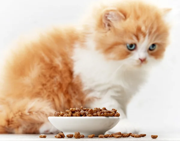 Skål med kattmat och liten kattunge — Stockfoto