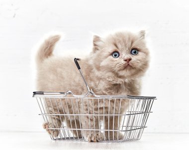 alışveriş sepeti içinde küçük yavru kedi