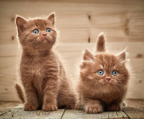 Dos gatitos británicos marrones — Foto de Stock