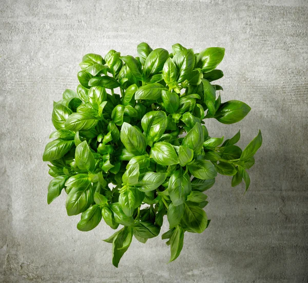 Bunch of fresh basil — Stock Photo, Image