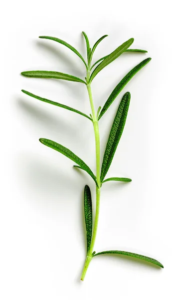 Groene rozemarijn op witte achtergrond — Stockfoto