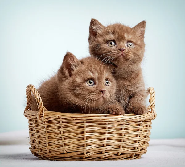 Δύο γατάκια καφέ Βρεταννόs στενογραφία — Φωτογραφία Αρχείου