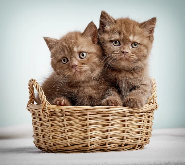 Dos gatitos de taquigrafía británicos marrones —  Fotos de Stock