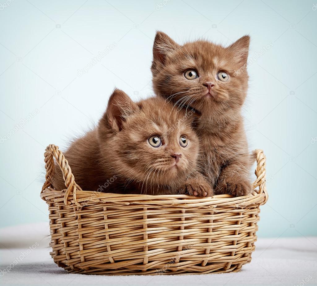Two Brown British Shorthair Kittens Stock Photo C Magone 115709982