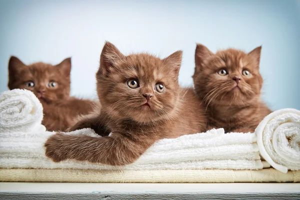 Kotek i ręczniki — Zdjęcie stockowe