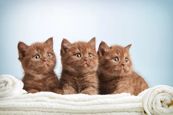 Kitten and towels — Stock Photo, Image