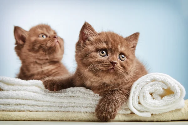 Gatito y toallas — Foto de Stock