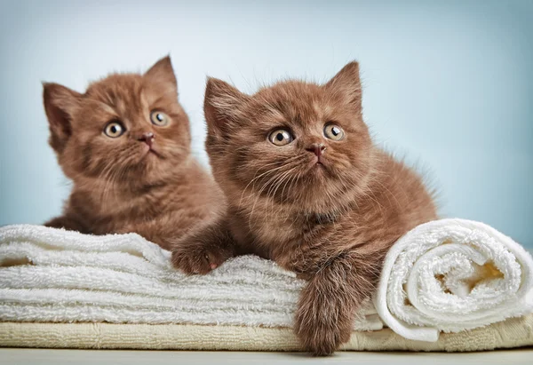 Gatito y toallas — Foto de Stock