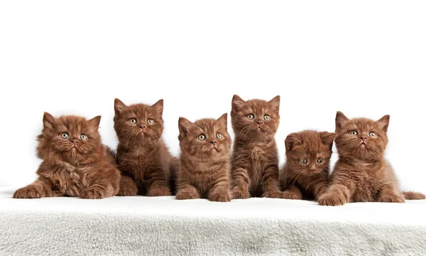 Zes bruin Britse kittens — Stockfoto