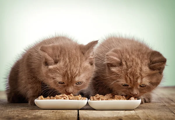 Yavru kedi kedi yemek yeme — Stok fotoğraf