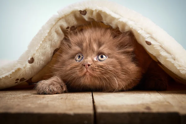 Brown british longhair kitten — Stock Photo, Image