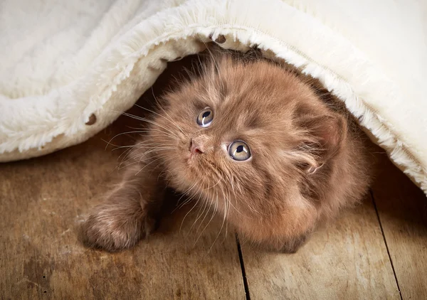 Marrón británico longhair gatito —  Fotos de Stock