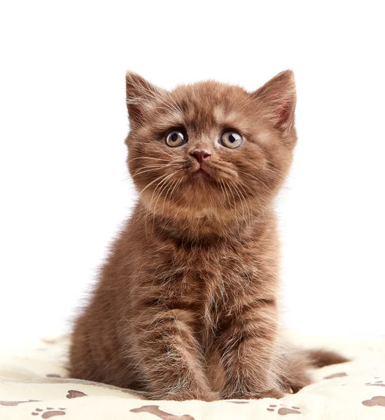 Marrom britânico curto cabelo gatinho — Fotografia de Stock