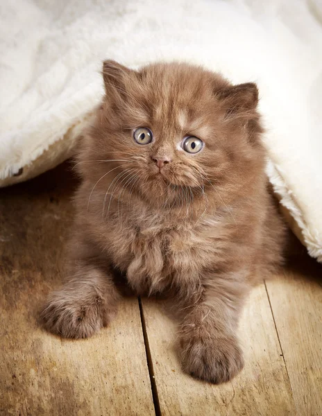 Kahverengi İngiliz longhair yavru kedi — Stok fotoğraf