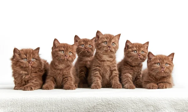 Zes bruin Britse kittens — Stockfoto