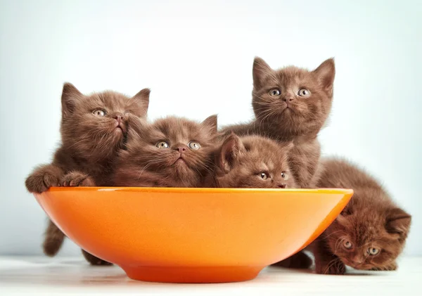 Bruin Britse kittens — Stockfoto