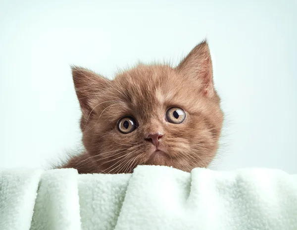 Porträt eines braunen britischen Kätzchens — Stockfoto