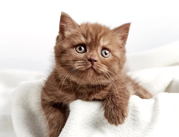 Portrét hnědé britské kotě — Stock fotografie