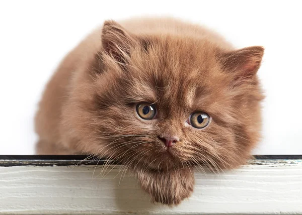 Britânico longo cabelo gatinho — Fotografia de Stock