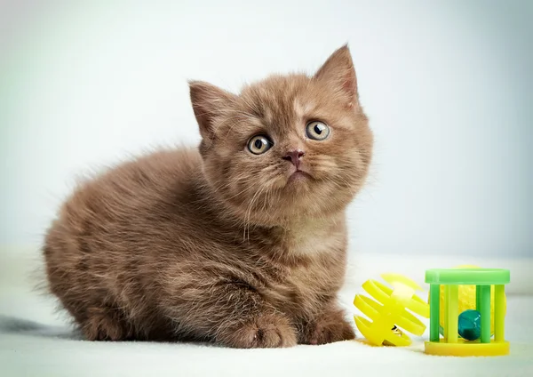 Kahverengi İngiliz yavru kedi portresi — Stok fotoğraf