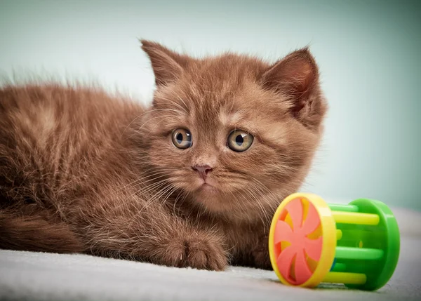 Портрет коричневого британского котенка — стоковое фото