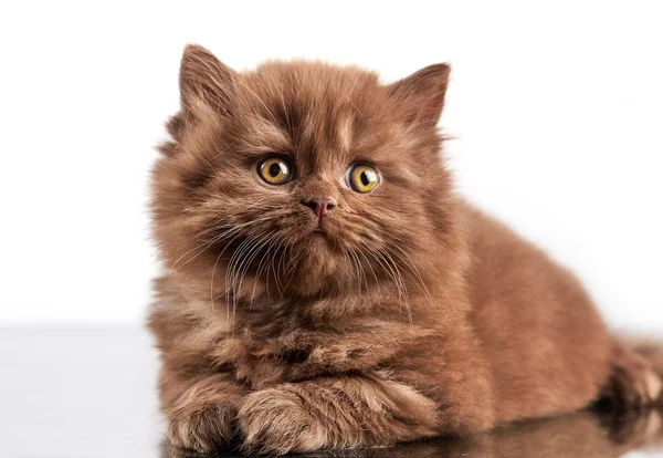 Marrón británico pelo largo gatito —  Fotos de Stock
