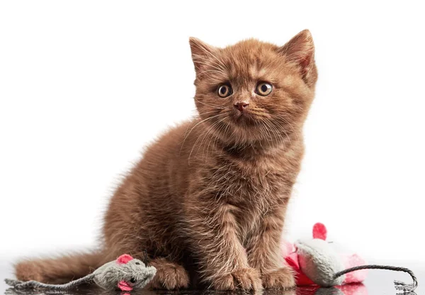 Brown british short hair kitten — Stock Photo, Image