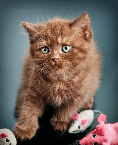 Marrom britânico curto cabelo gatinho — Fotografia de Stock