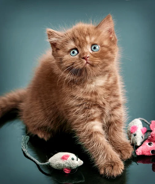 栗毛イギリス短い子猫 — ストック写真