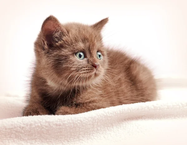 Marrom britânico curto cabelo gatinho — Fotografia de Stock