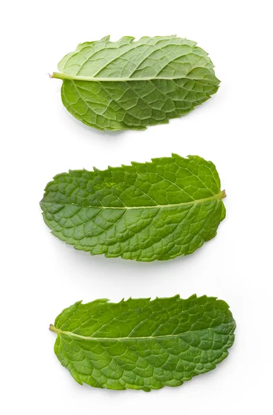 Frunze proaspete de mentă verde — Fotografie, imagine de stoc