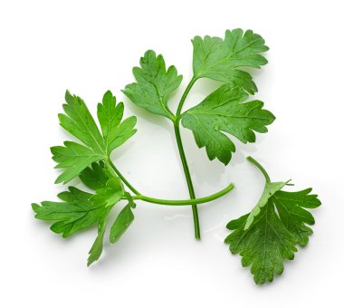 taze yeşil maydanoz yaprakları