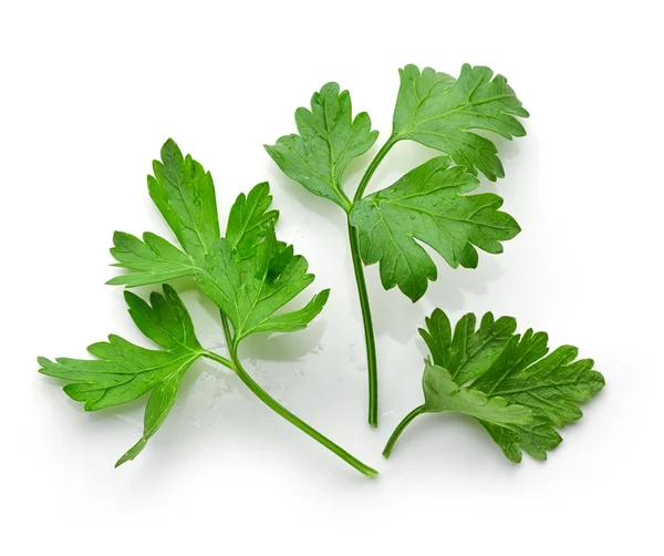 Fresh green parsley leaves — Stock Photo, Image