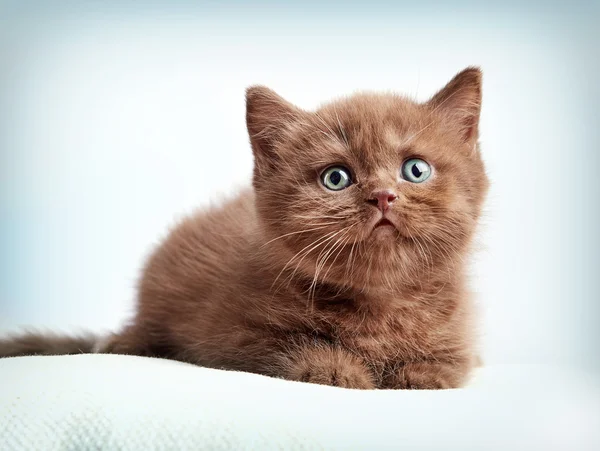 Короткий британский котенок — стоковое фото