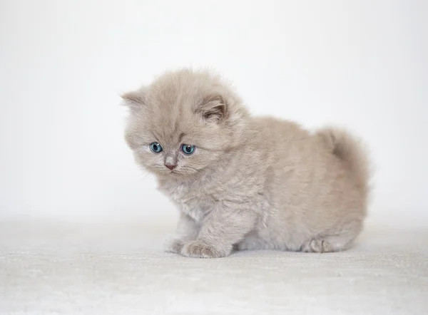 Gatito pequeño en sofá blanco — Foto de Stock