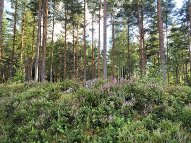 güzel orman manzarası