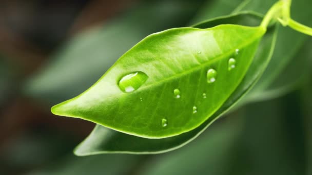 Regendruppels Stromen Door Een Groen Blad Macro Verticale Video — Stockvideo