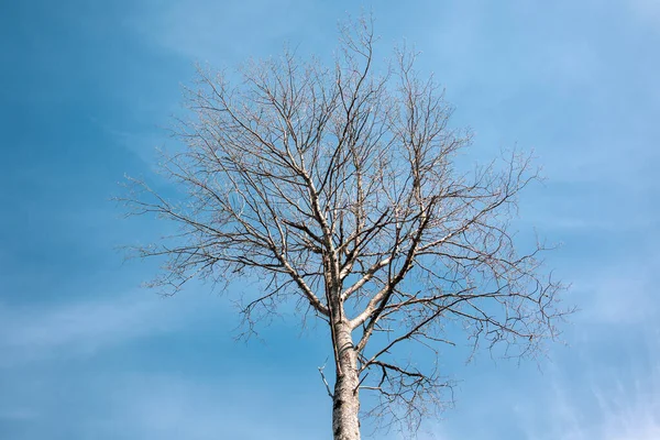 Tree Leaves Background Blue Sky — Stock Photo, Image