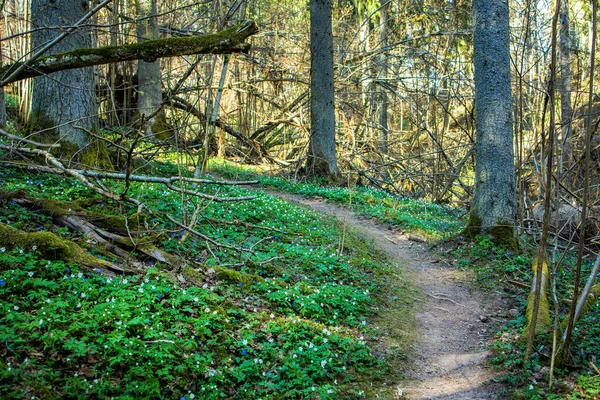 Sentier Travers Une Vieille Forêt Envahie — Photo