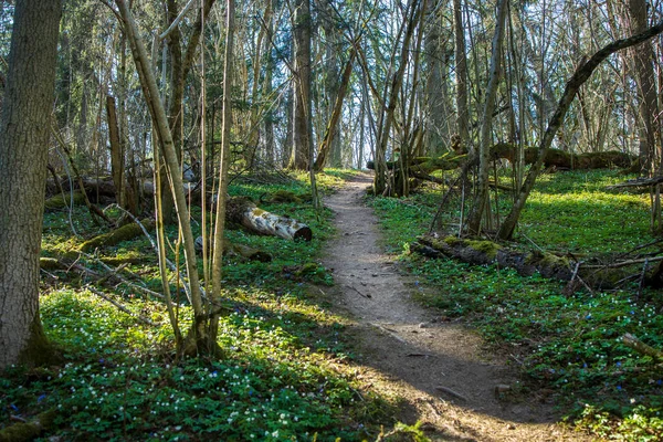 Sentier Travers Une Vieille Forêt Envahie — Photo