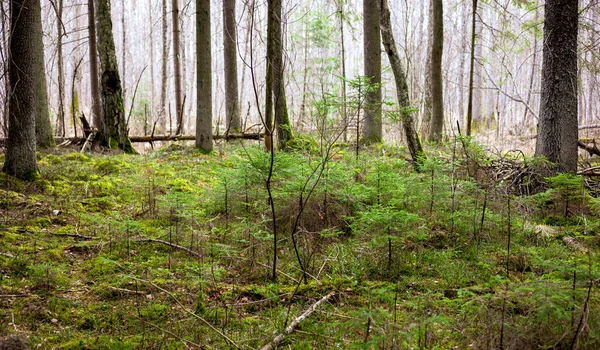 Beautiful View Old Overgrown Forest — Stock Photo, Image