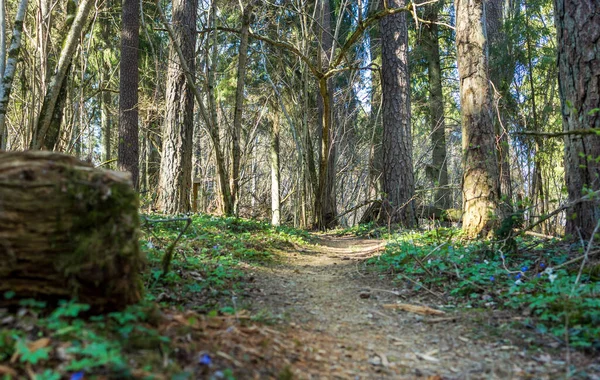 Sentier Travers Une Vieille Forêt Envahie — Photo