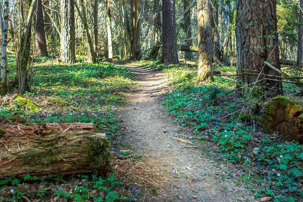 Sentier Travers Une Vieille Forêt Envahie — Photo