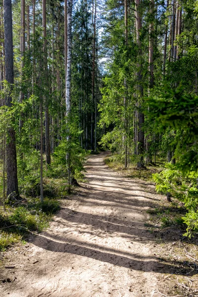 Sentier Travers Une Vieille Forêt Envahie — Photo