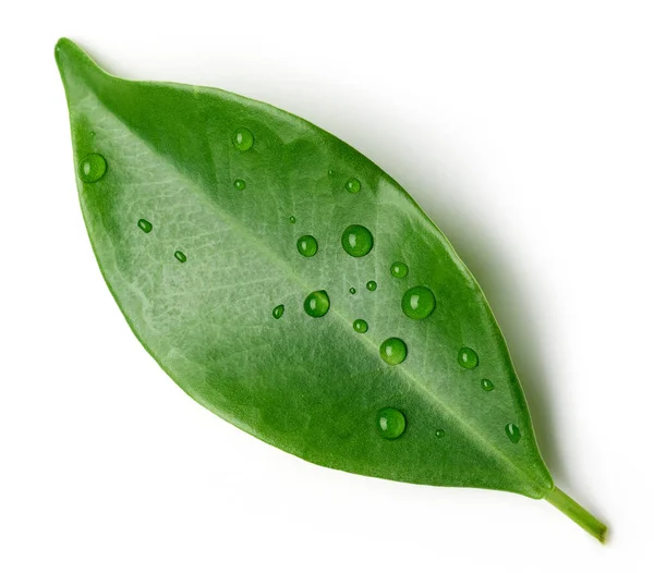 Зеленый Лист Капельками Дождя Изолированы Белом Фоне Вид Сверху — стоковое фото