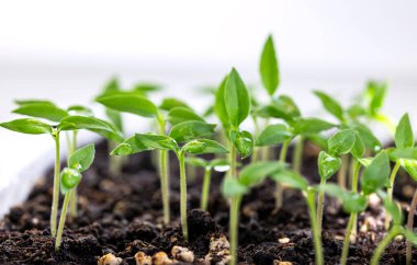 Küçük yeşil filizler. 