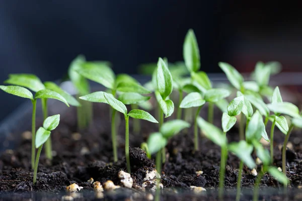 土壌中で成長する小さな緑の芽のグループ 選択的焦点 マクロ — ストック写真