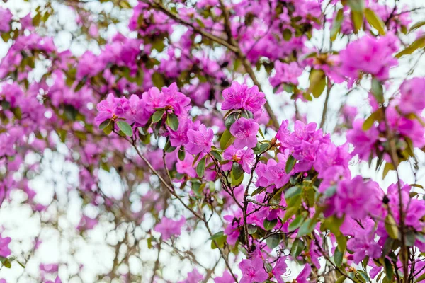 Rododendro Floración Rosa Enfoque Selectivo — Foto de Stock