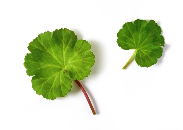 Feuilles Géranium Vert Frais Isolées Sur Fond Blanc Vue Dessus — Photo