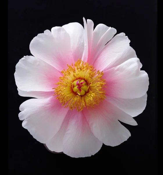 Hermosa Flor Rosa Flor Peonía Macro Sobre Fondo Negro — Foto de Stock